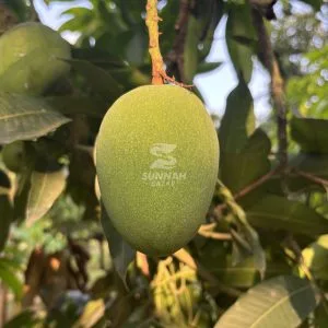 Alternative view of রাজশাহীর বিখ্যাত হিমসাগর/ক্ষিরসাপাত আম - Himsagar Mango - ফরমালিনমুক্ত আম
