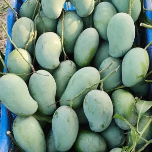 Alternative view of নওগাঁর সাপাহারের বিখ্যাত আম্রপালি আম - Amrapali Mango